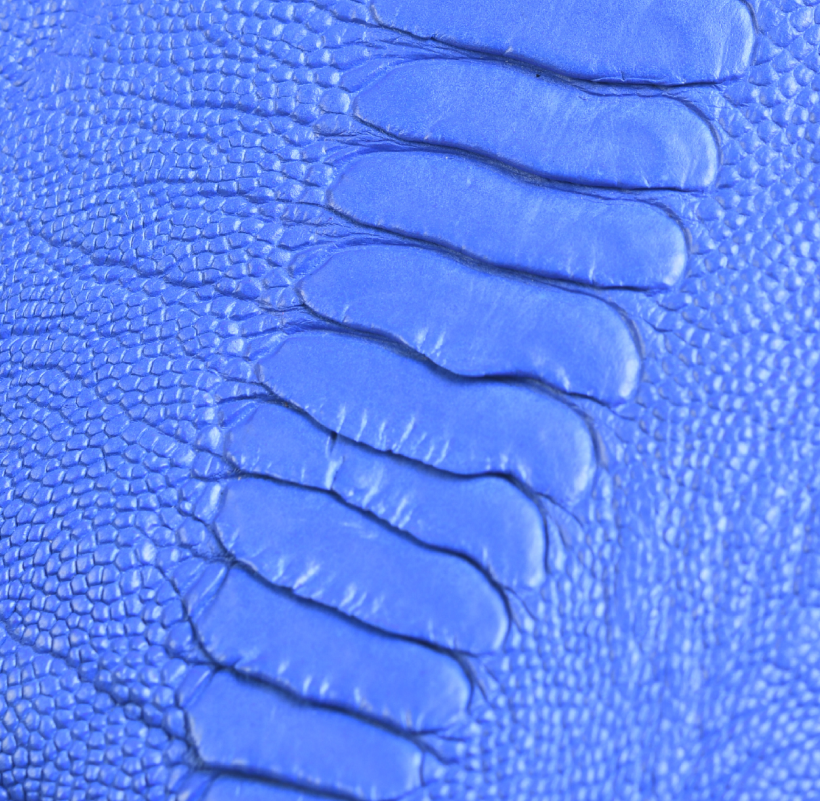 Patte d'Autruche Bleu Roi
