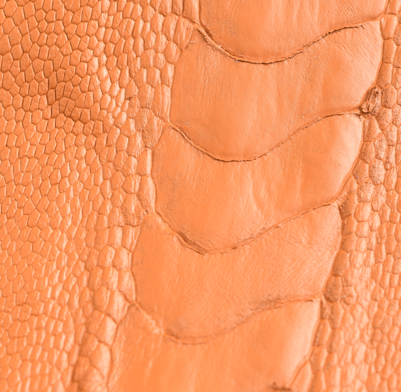 Patte d'Autruche Orange