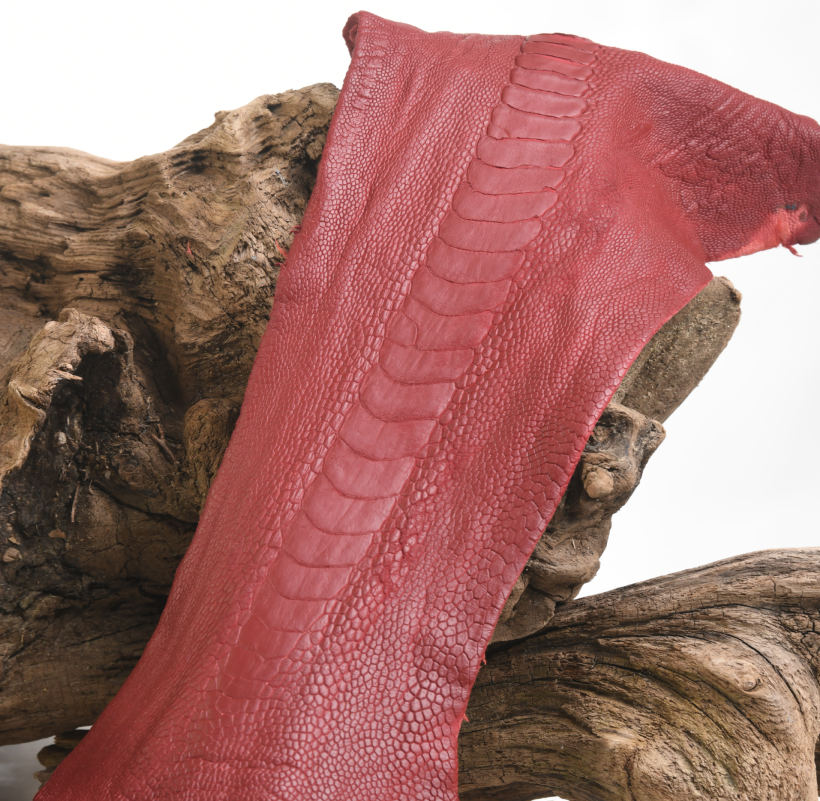 Patte d'Autruche Rouge Brique