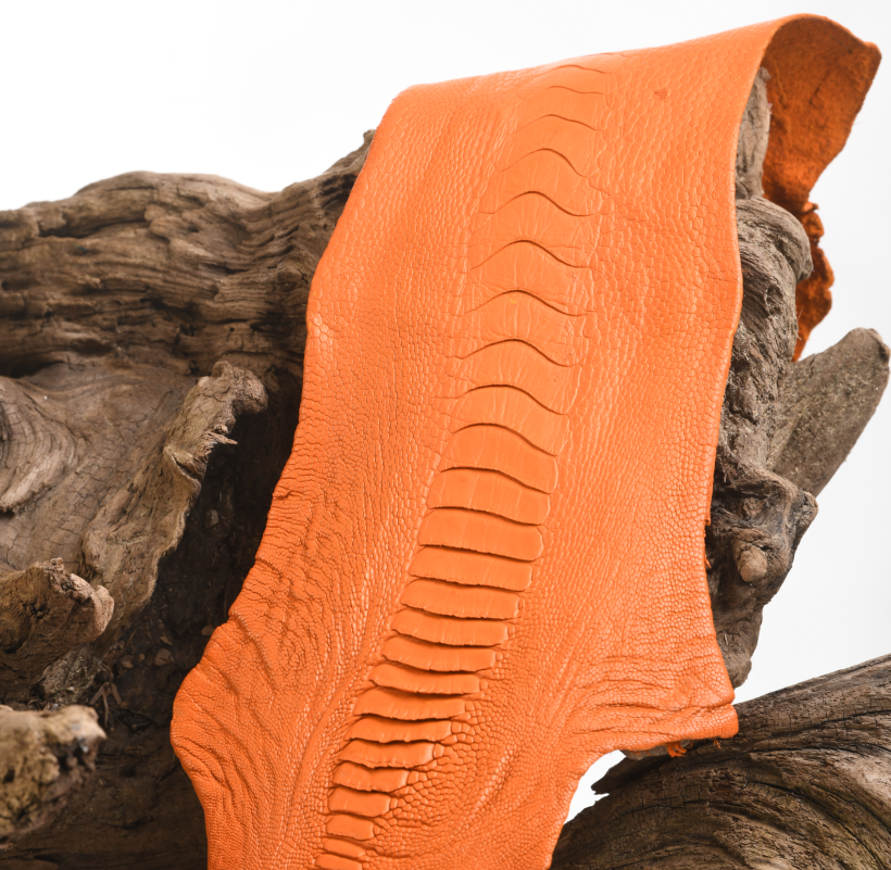 Patte d'Autruche Orange