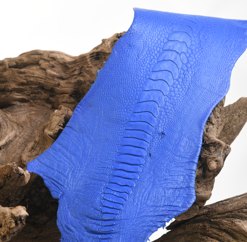 Patte d'Autruche Bleu Roi