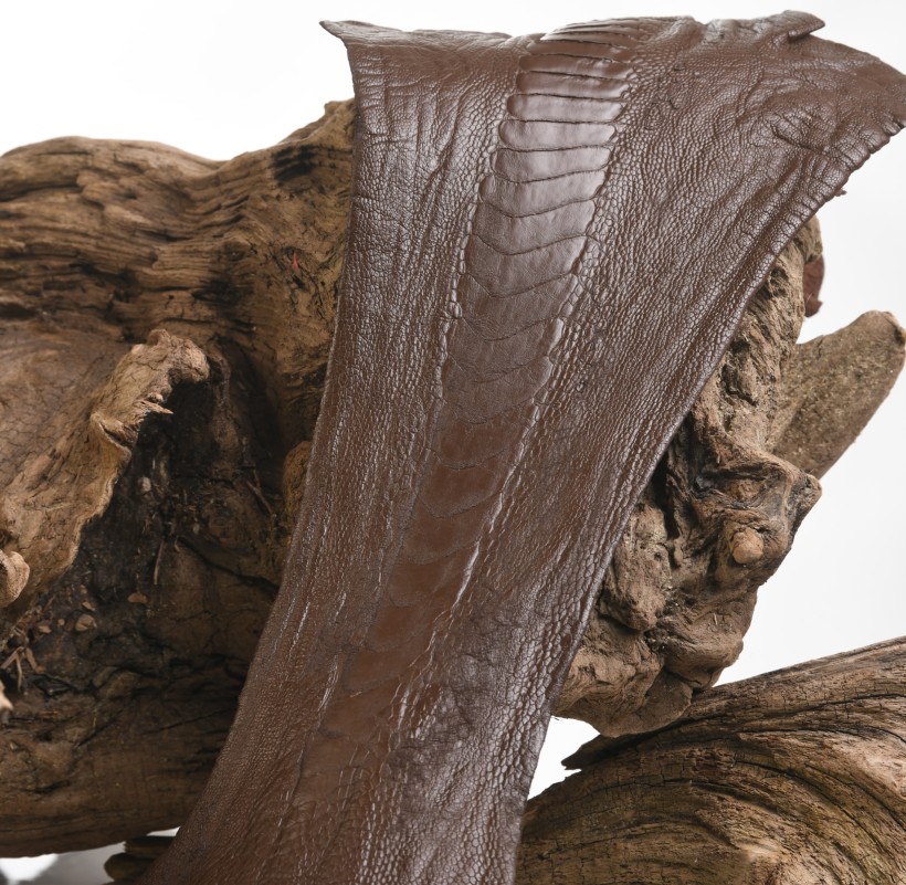 Patte d'Autruche Marron Sombre