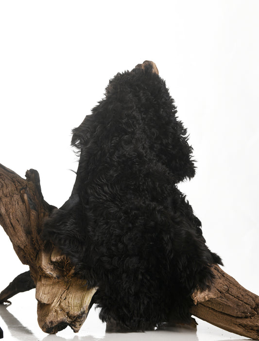 Peau d’Agneau Noire Brillante – Laine Bouclée Teintée