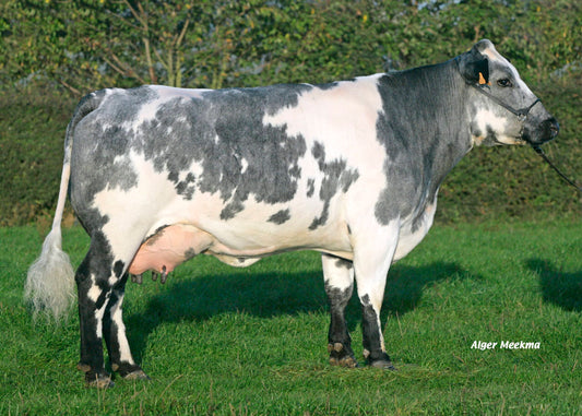 Peau de Vache Bleue du Nord