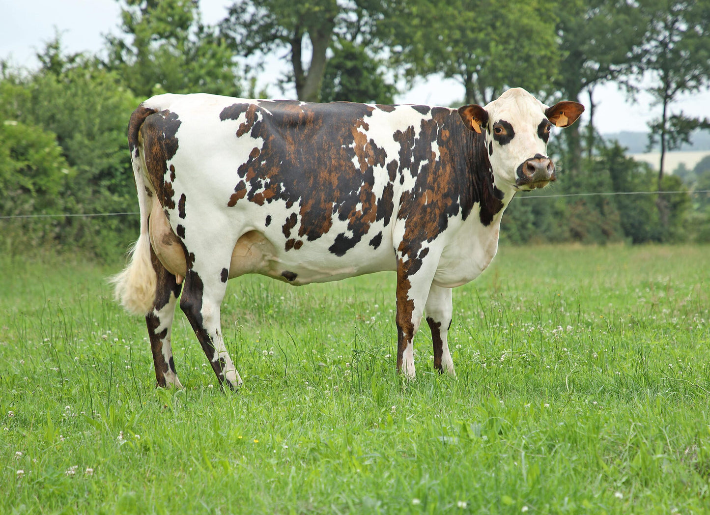 Peau de Vache Normande
