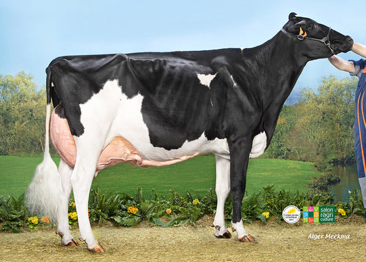 Peau de Vache Holstein