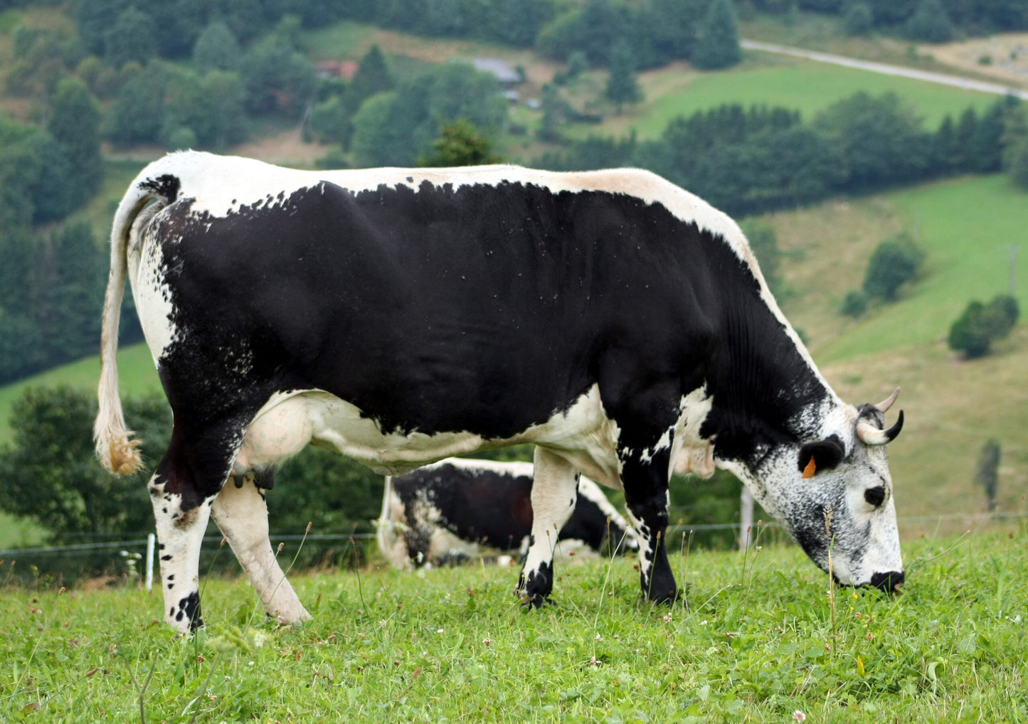 Peau de Vache Vosgienne